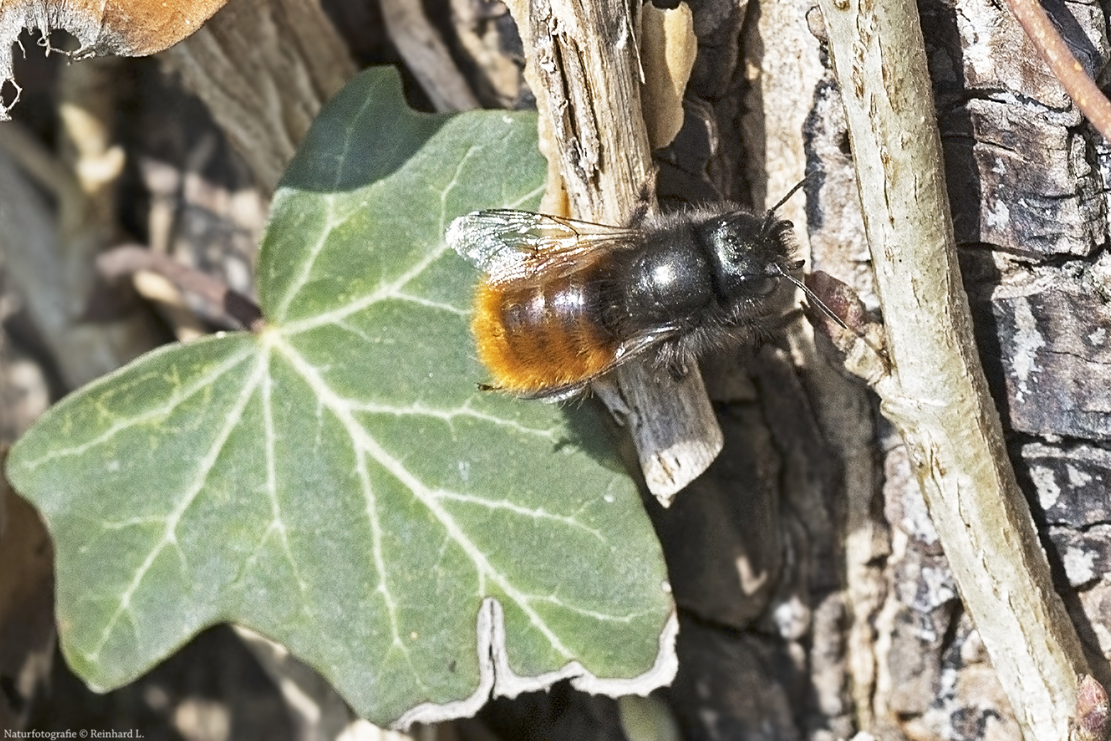 Gehörnte Mauerbiene