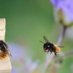 Gehörnte Mauerbiene im Flug 1