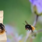 Gehörnte Mauerbiene im Flug 1