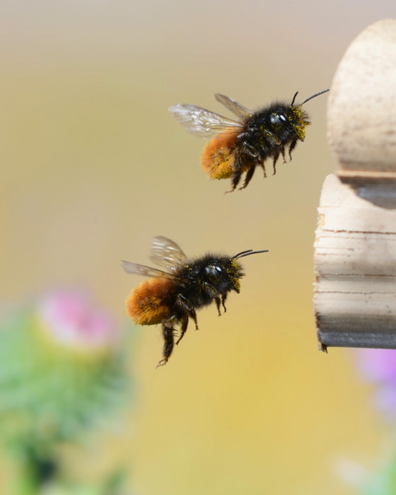 Gehörnte Mauerbiene im Flug