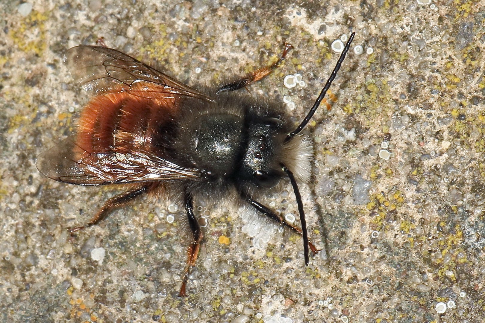 Gehörnte Mauerbiene - Männchen