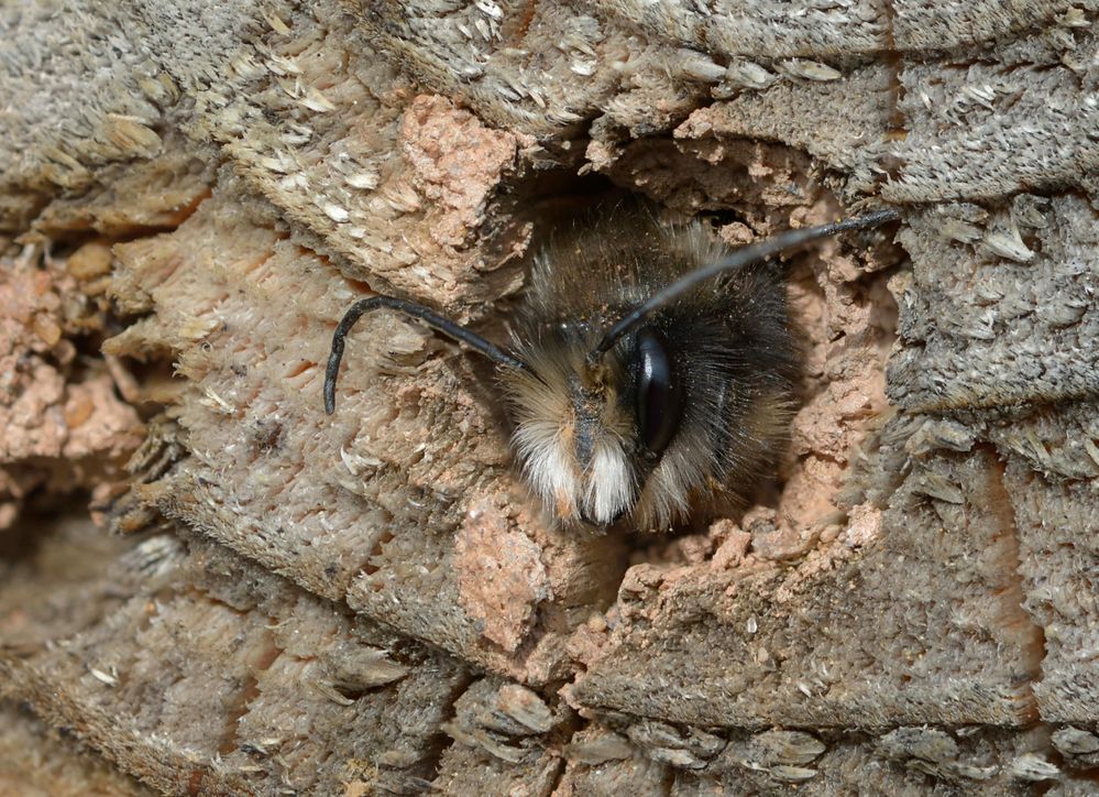 Gehörnte Mauerbiene (Osmia cornuta)