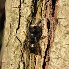 --- Gehörnte Mauerbiene (Osmia cornuta) ---