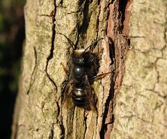 --- Gehörnte Mauerbiene (Osmia cornuta) ---