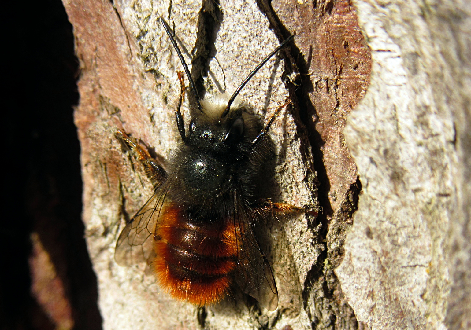 --- Gehörnte Mauerbiene (Osmia cornuta) ---