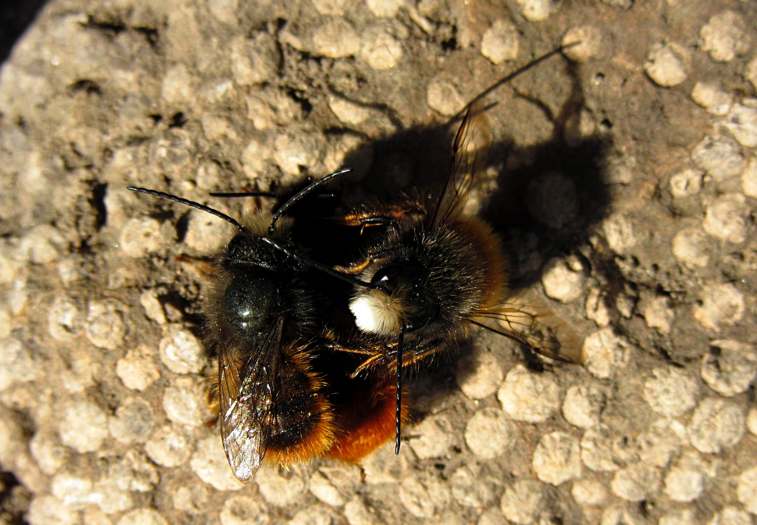 --- Gehörnte Mauerbiene (Osmia cornuta) ---