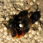 --- Gehörnte Mauerbiene (Osmia cornuta) ---