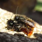 --- Gehörnte Mauerbiene (Osmia cornuta) ---