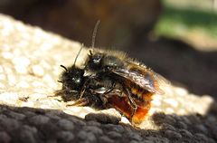 --- Gehörnte Mauerbiene (Osmia cornuta) ---