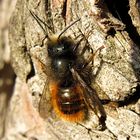 --- Gehörnte Mauerbiene (Osmia cornuta) ---