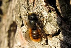 --- Gehörnte Mauerbiene (Osmia cornuta) ---