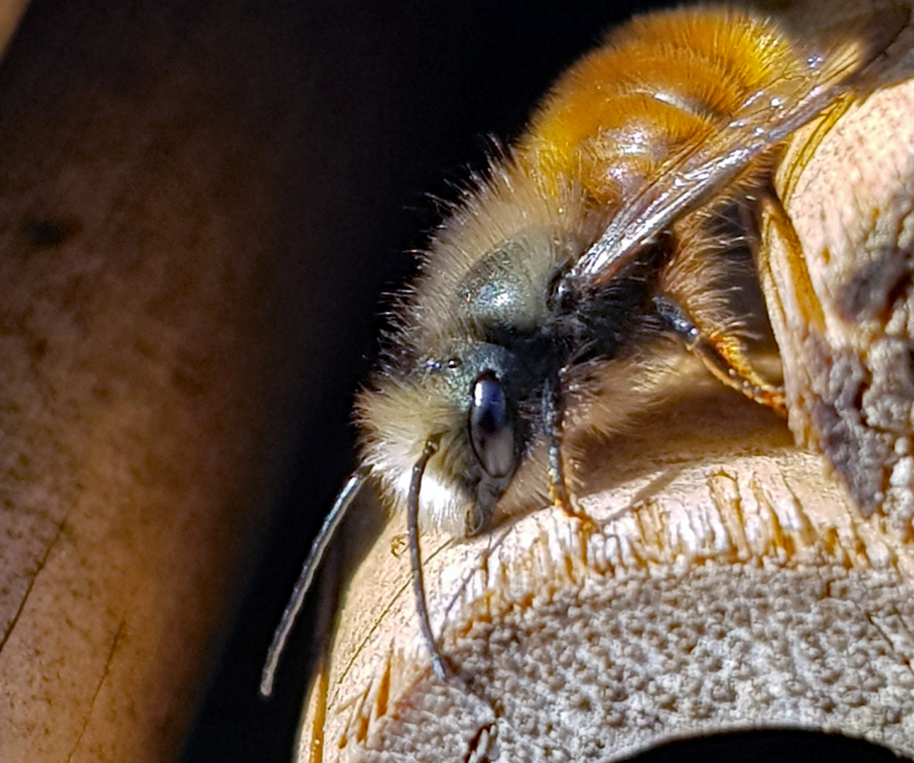 Gehörnte Mauerbiene (Osmia cornuta) 