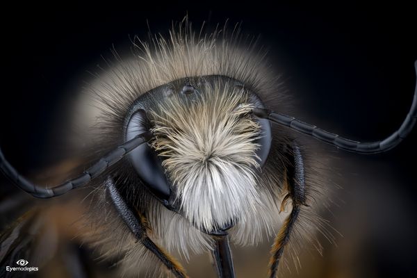 Gehörnte Mauerbiene (Osmia cornuta)
