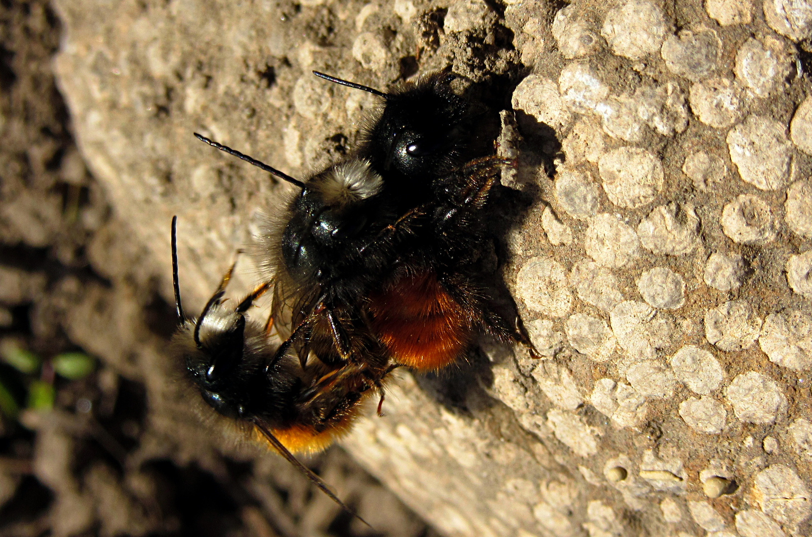 --- Gehörnte Mauerbiene (Osmia cornuta) ---