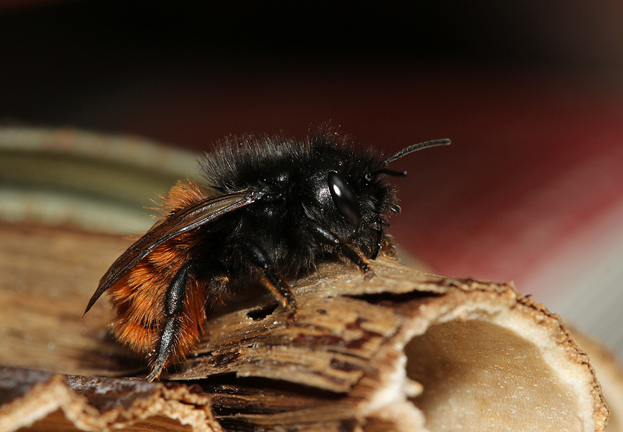 Gehörnte Mauerbiene (Osmia cornuta) auf Knöterichstengel