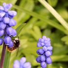 Gehörnte Mauerbiene (Osmia cornuta) auf Traubenhyazinthe