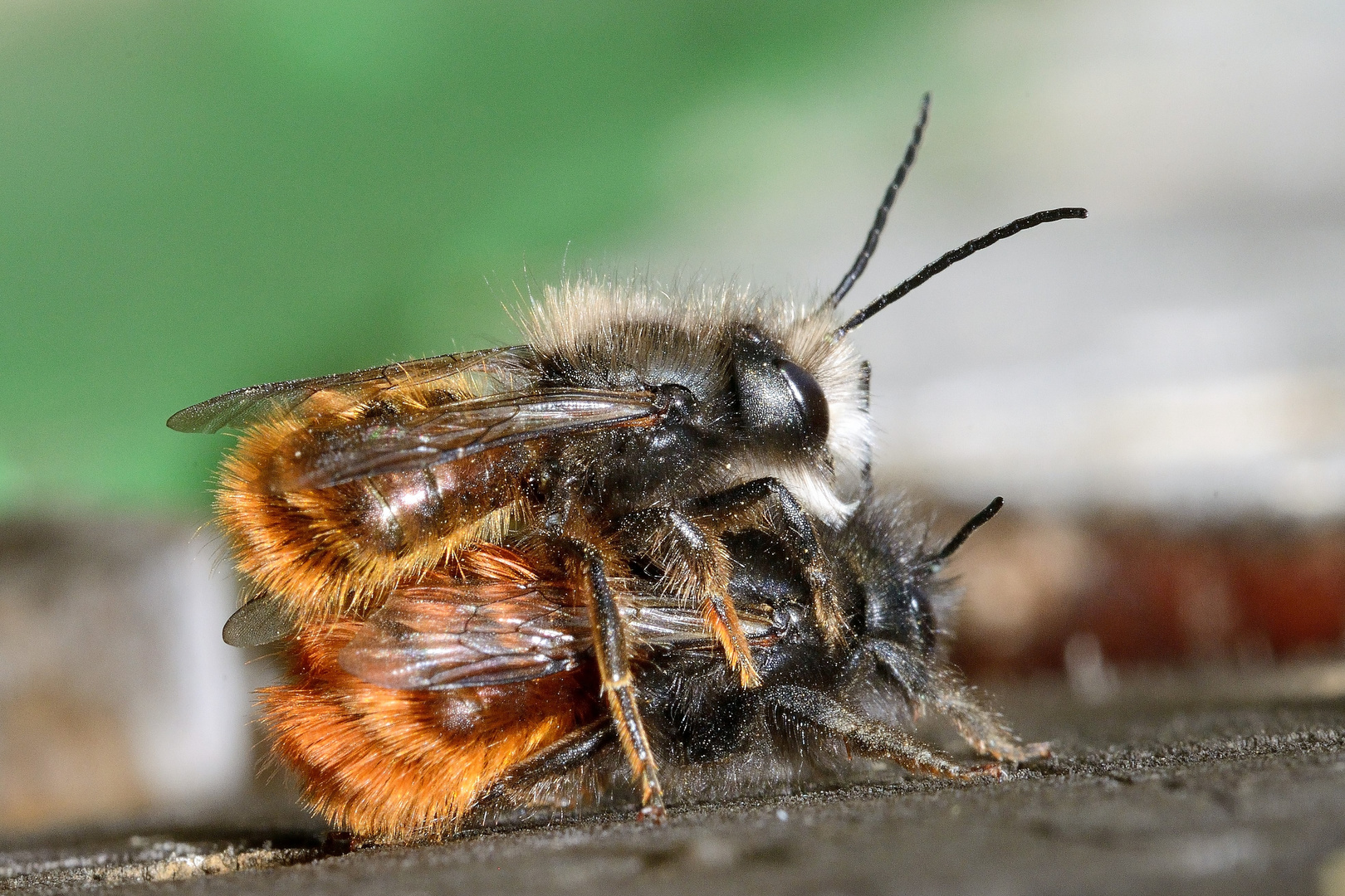 Gehörnte Mauerbiene - Osmia cornuta