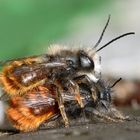 Gehörnte Mauerbiene - Osmia cornuta