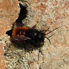 --- Gehörnte Mauerbiene (Osmia cornuta) ---