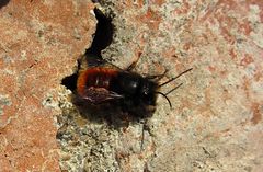 --- Gehörnte Mauerbiene (Osmia cornuta) ---