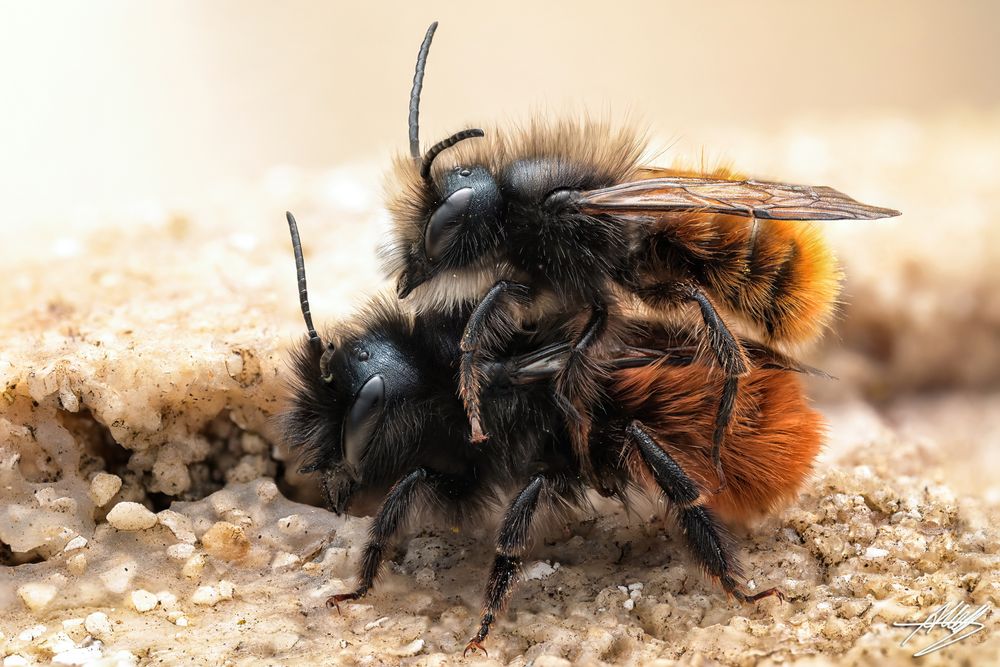 Gehörnte Mauerbiene (Osmia cornuta)