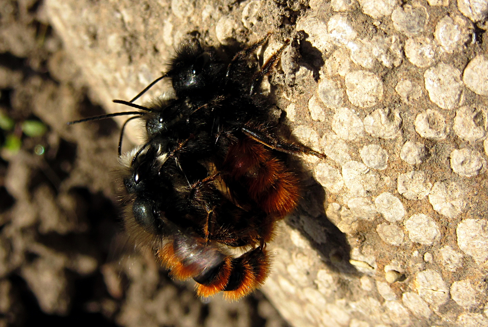 --- Gehörnte Mauerbiene (Osmia cornuta) ---