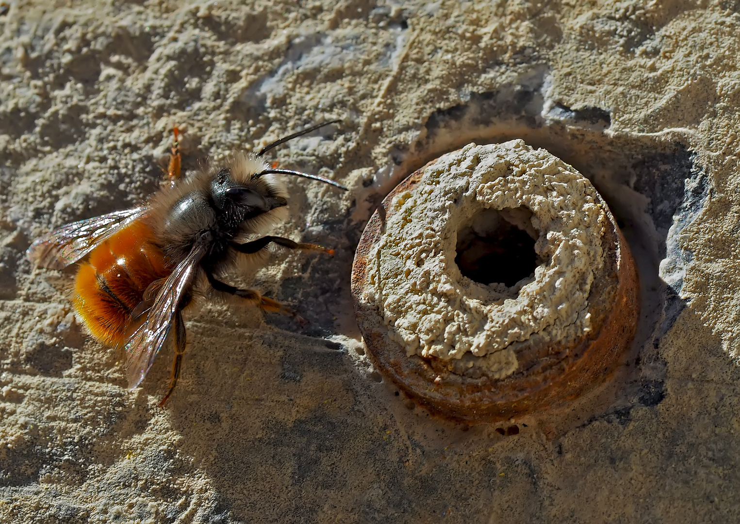 Gehörnte Mauerbiene (Osmia cornuta) -- L'Osmie cornue.