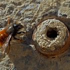 Gehörnte Mauerbiene (Osmia cornuta) -- L'Osmie cornue.