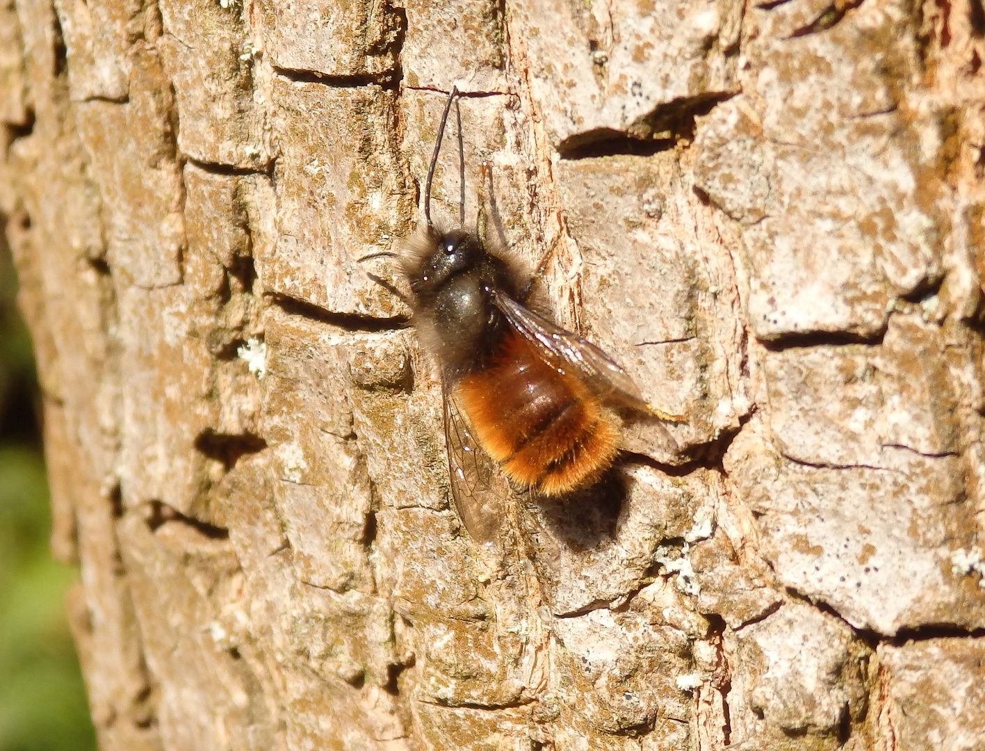 Gehörnte Mauerbiene (Osmia cornuta) - Männchen