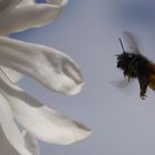  Gehörnte Mauerbiene (Weibchen) im Anflug  auf Sternmagnolie 