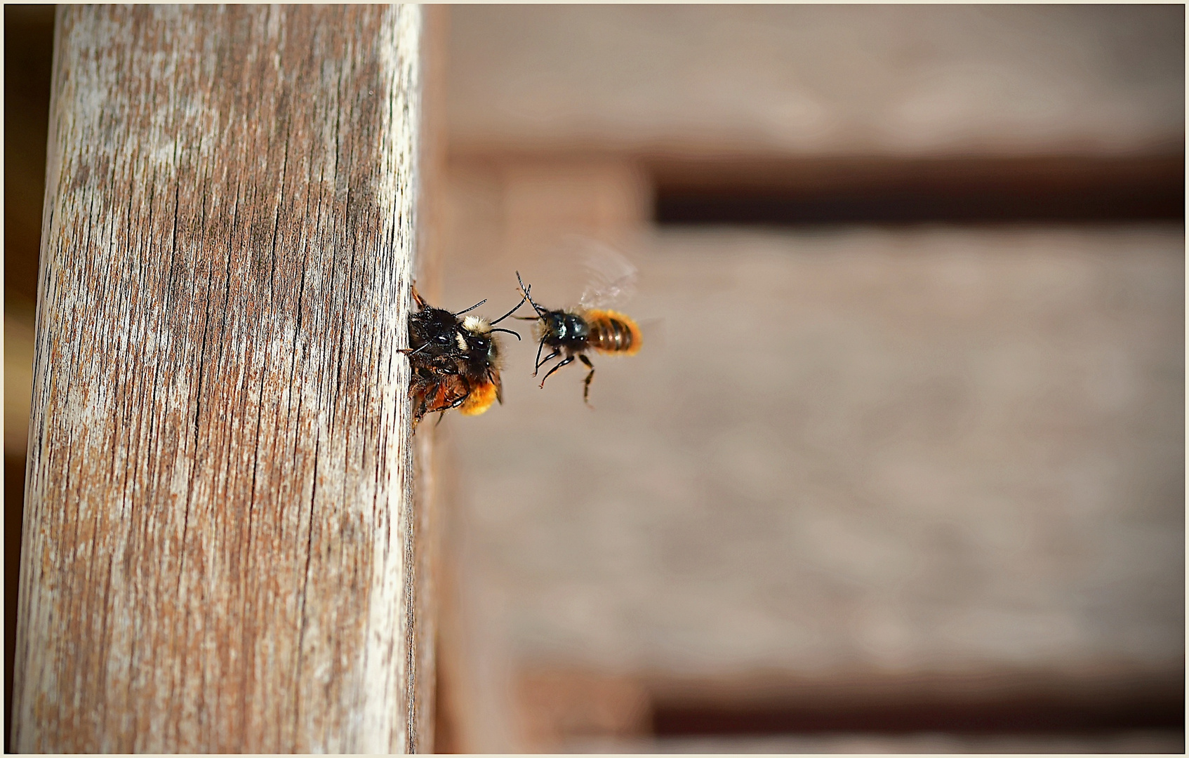 gehörnte Mauerbienen