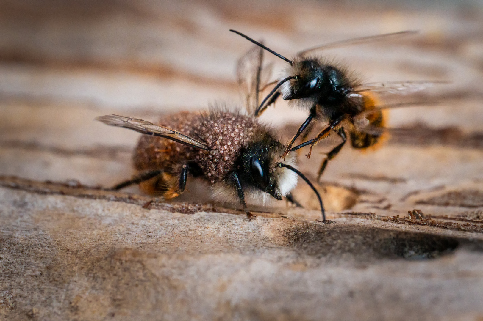 Gehörnte Mauerbienen