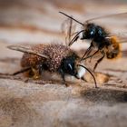 Gehörnte Mauerbienen