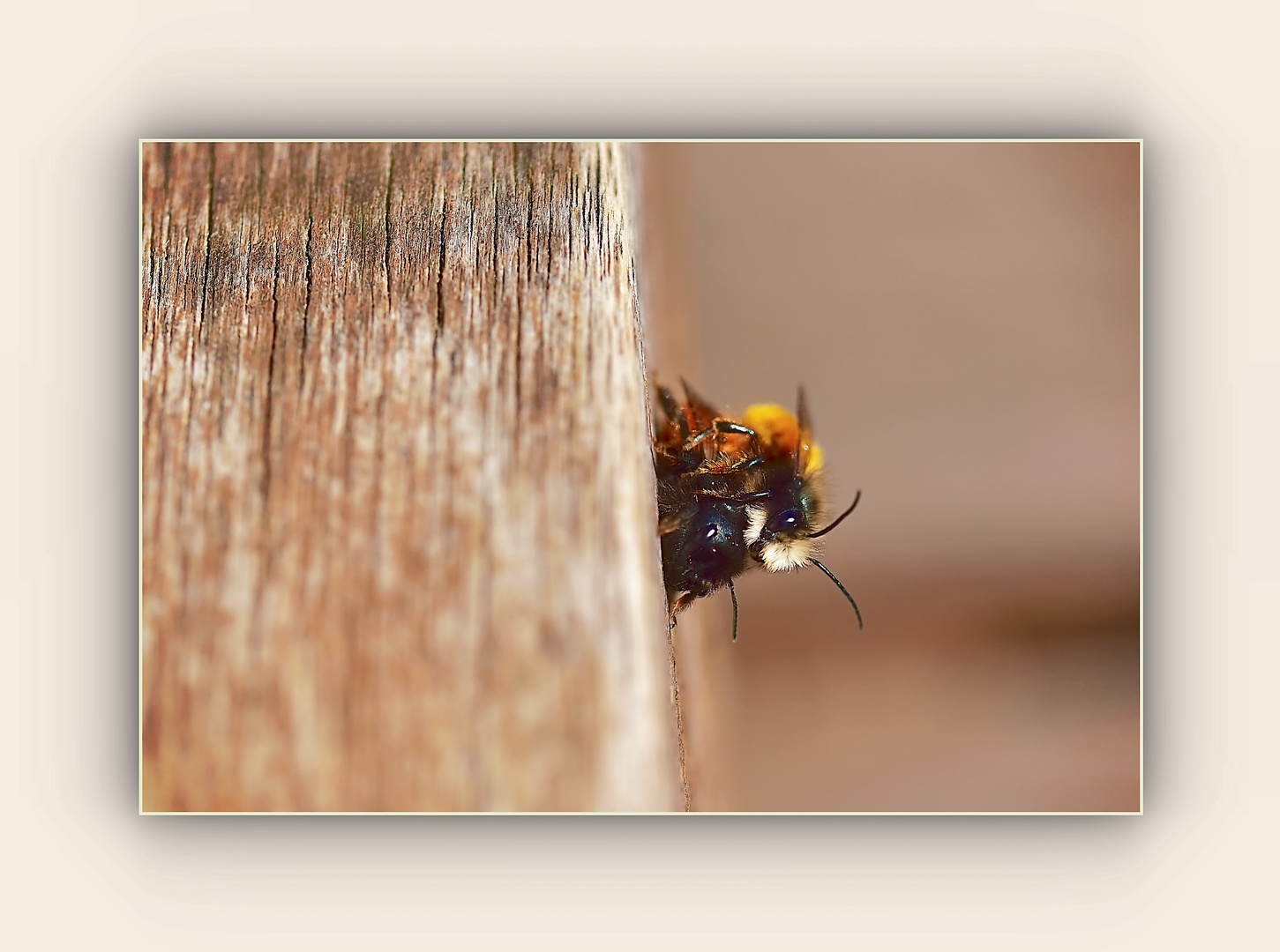 gehörnte Mauerbienen