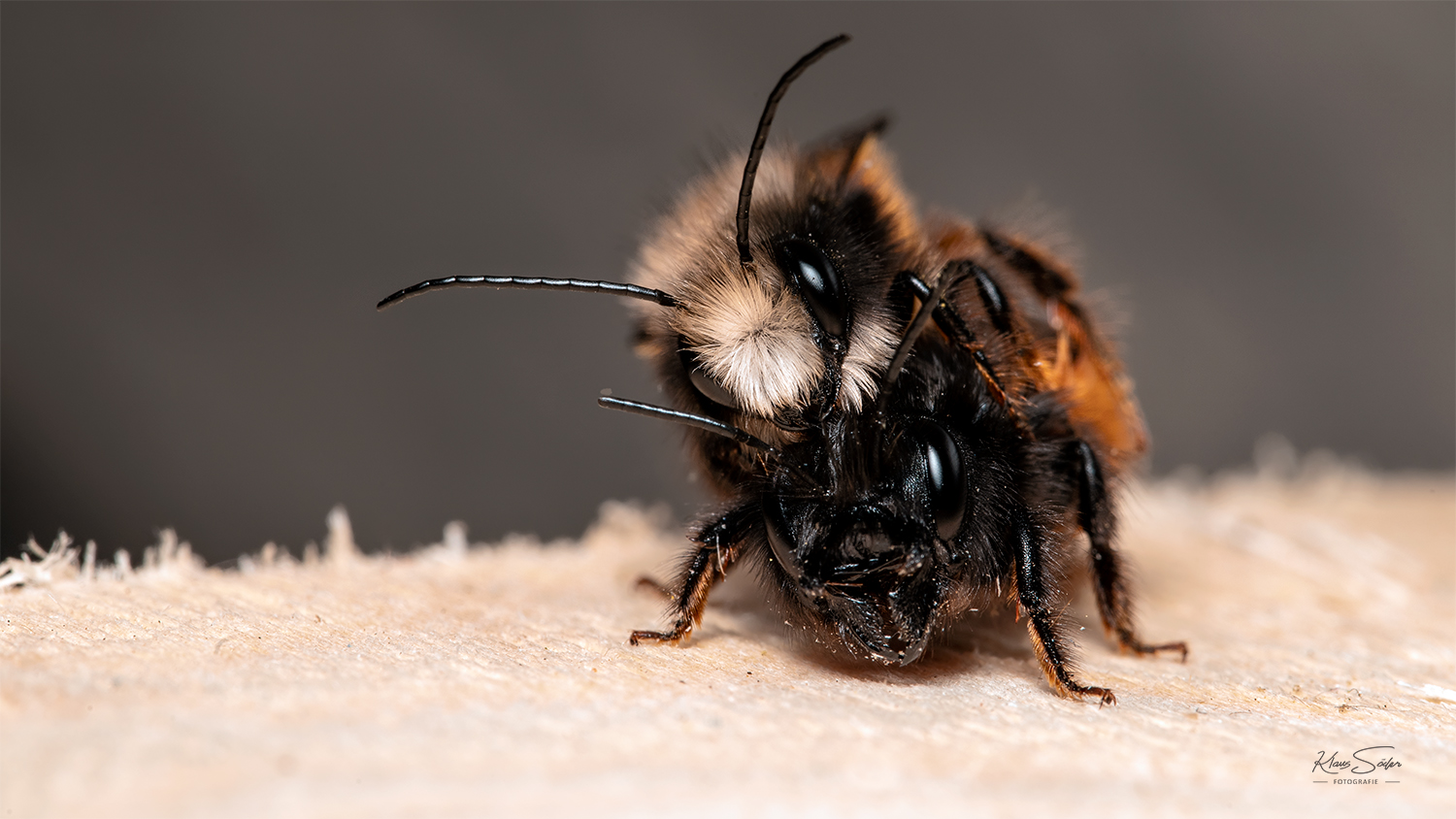 Gehörnte Mauerbienen bei der Paarung