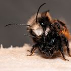 Gehörnte Mauerbienen bei der Paarung