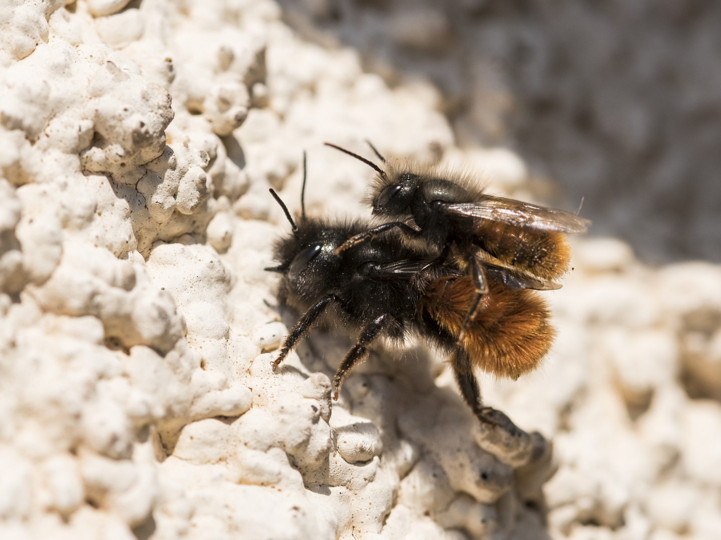 Gehörnte Mauerbienen - Huckepack