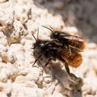 Gehörnte Mauerbienen - Huckepack