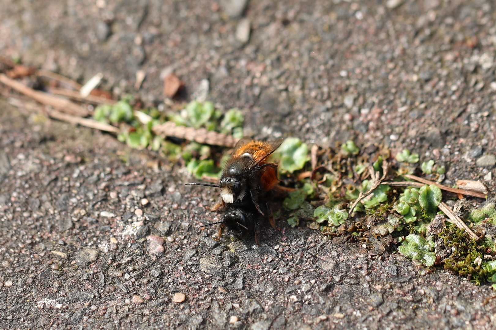 Gehörnte Mauerbienen Paar