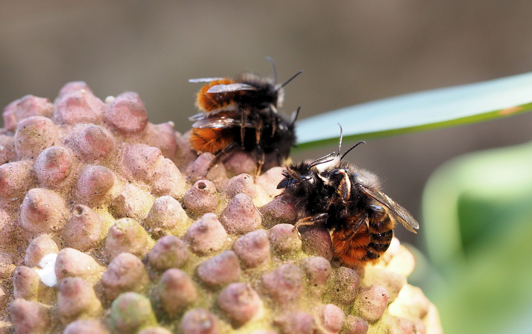 Gehörnte Mauerbienen Pärchen....