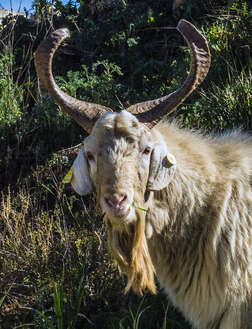 Gehörnter Charakterkopf