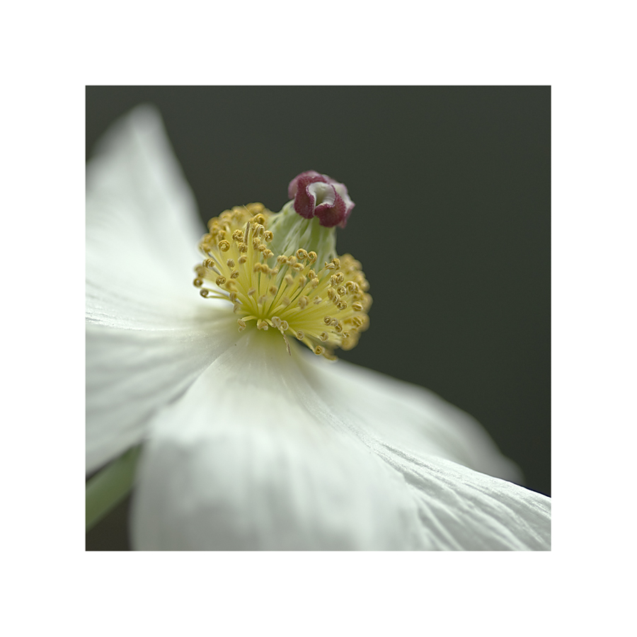 gehörnter Stachelmohn