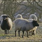 Gehörntes Gotlandschaf