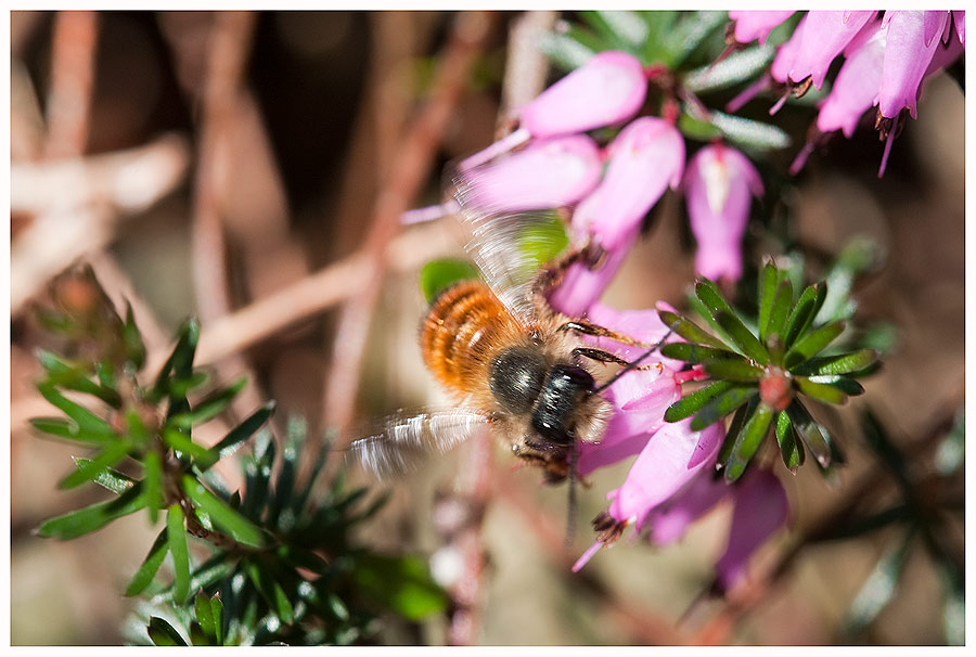 Gehörntes Mauerbienchen