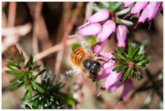 Gehörntes Mauerbienchen