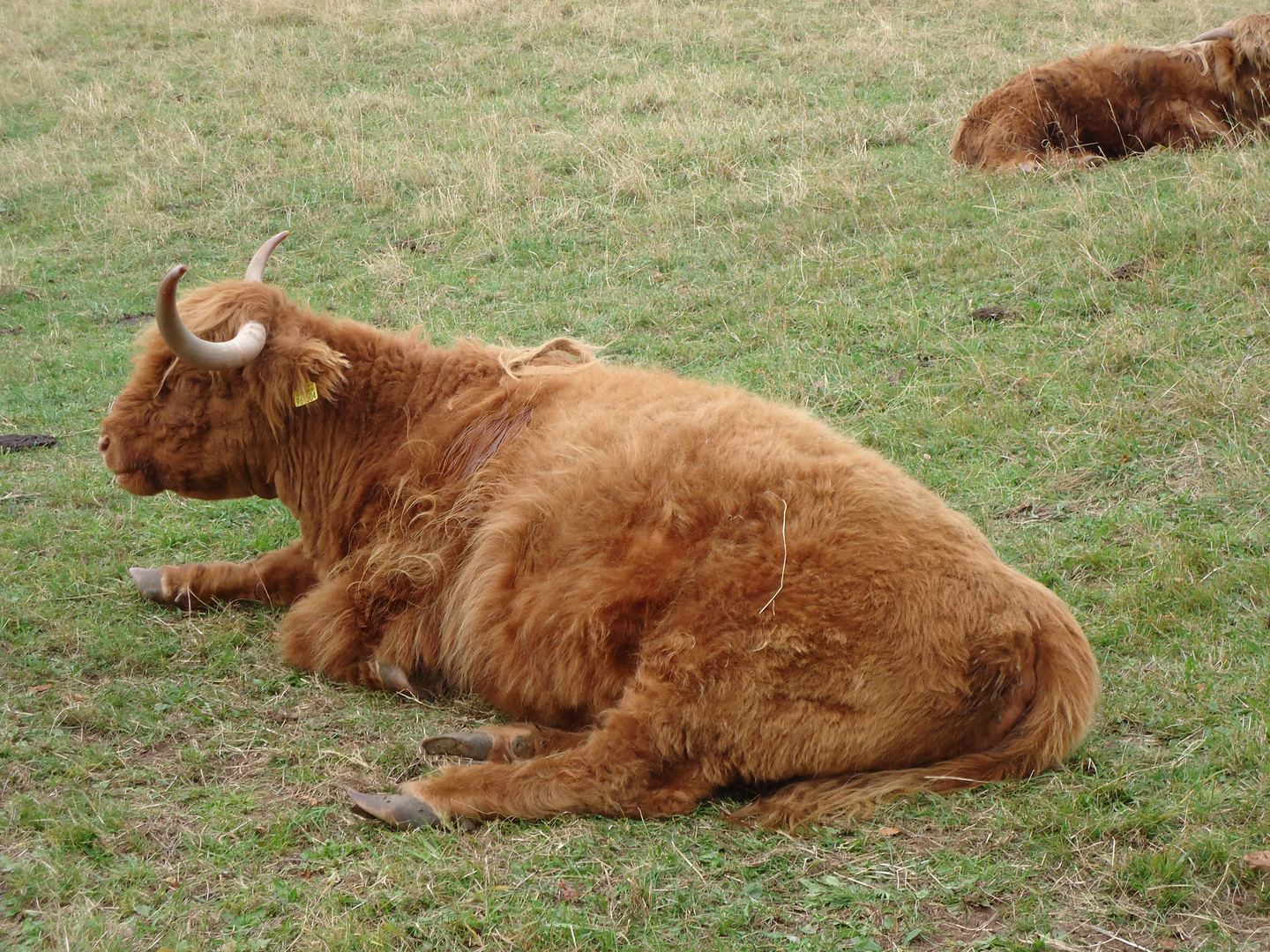 gehörntes Rind chillt auf der Wiese