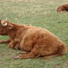 gehörntes Rind chillt auf der Wiese