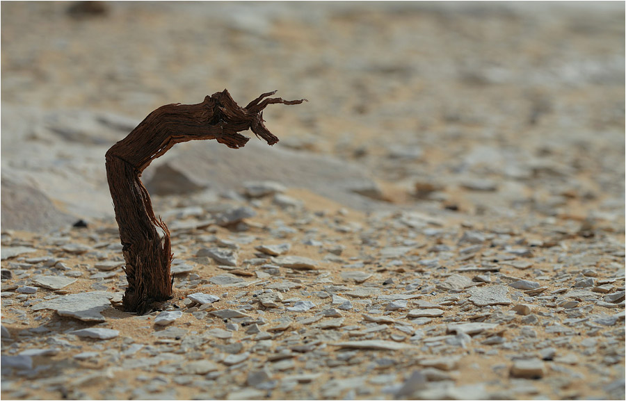 Gehörntes Untier im Sandmeer