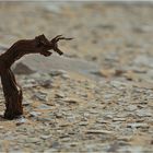 Gehörntes Untier im Sandmeer