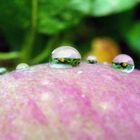 Gehört das zu "Früchte" oder "Blumen" ?